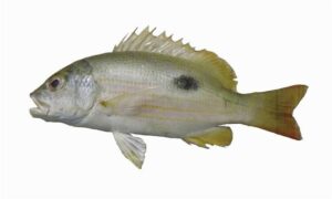 Dory snapper - Rashori (রাশোরি), Holuddora rangachoir (হলুদডোরা রাঙ্গাচইর) - Lutjanus fulviflamma - Type: Bonyfish