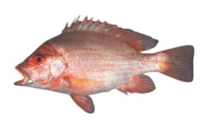 Yellowfin red snapper - Not known - Lutjanus guilcheri - Type: Bonyfish