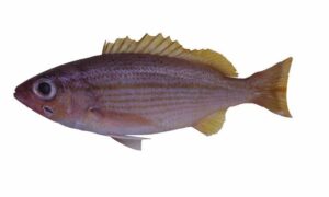 Big Eye Snapper, Rosy Snapper - Kholaddia machh (খলাদদিয়া মাছ), Boro Choukkha Koral (বড় চৌক্ষা কোরাল), Ranga chhoi (রাঙ্গা চৈ) - Lutjanus lutjanus - Type: Bonyfish