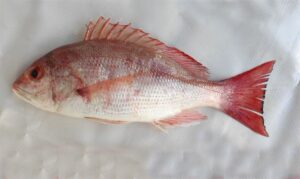 Pacific red snapper - Jati ranga koi (জাতি রাঙ্গা কৈ) - Lutjanus peru - Type: Bonyfish
