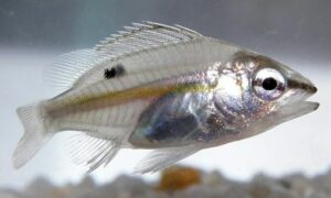 Five-lined snapper - Pach dora ranga chokkha (পাঁচ ডোরা রাঙ্গা চোক্ষা) - Lutjanus quinquelineatus - Type: Bonyfish