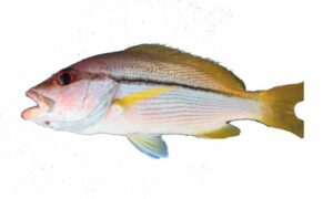 Brownstripe red snapper - Badamidagi ranga chhoi (বাদামীদাগী রাঙ্গা চৈ)) - Lutjanus vitta - Type: Bonyfish