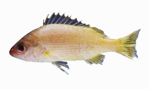 Yellowfin snapper - Kholaddia machh (খলাদদিয়া মাছ) - Lutjanus xanthopinnis - Type: Bonyfish