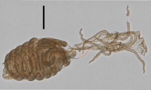 Not Known - Not Known - Lychnagalma utricularia - Type: Marine_hydroids