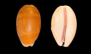 Carnelian cowrie, orange banded cowrie , purple mouthed cowrie. - Dari koyre (দাড়ি কড়ি), Mal koyre (মাল কড়ি) - Lyncina carneola - Type: Sea_snails
