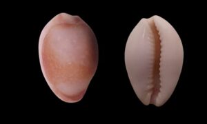 - - Lyncina kuroharai - Type: Sea_snails
