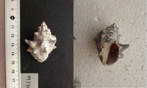 Bituberculate rock shell - Golkata (গোলকাটা ) - Reishia bitubercularis - Type: Sea_snails