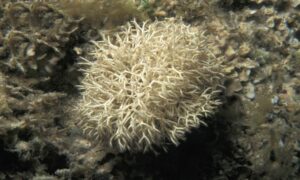 Not Known - Not Known - Macrocarpus perennis - Type: Seaweeds