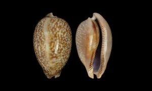 Atlantic deer cowrie - Jat Koyre (জাত কড়ি) - Macrocypraea cervus - Type: Sea_snails