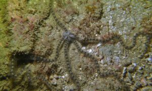 Serpent Stars - Not Known - Macrophiothrix longipeda - Type: Sea_star