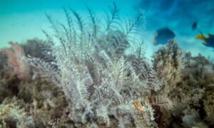 Sea Fern, Stinging hydroids - - Macrorhynchia sp. - Type: Sea-fern