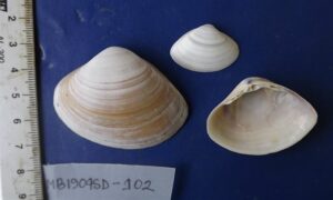 Not known - Not known - Mactra crossei - Type: Bivalve