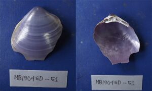 Not known - Not known - Mactra cygnus - Type: Bivalve