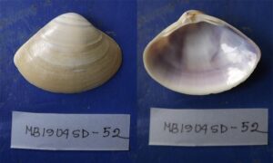 Not known - Not known - Mactra dissimilis - Type: Bivalve