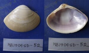 Luzon troughshell - Not known - Mactra luzonica - Type: Bivalve
