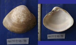 Maculated troughshell - Not known - Mactra maculata - Type: Bivalve