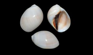 Blackmouth moon snail, sand snail - Kala pat shamuk (কালা প্যাট শামুক) - Mammilla melanostoma - Type: Sea_snails