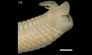 Clamworm - Somudra Bicha (সমুদ্র বিছা), Somudra Changa (সমুদ্র ছ্যাংগা) - Marphysa mossambica - Type: Fireworms