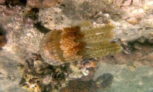 Root mouth jellyfish/ Spotted jellyfish - Jellyfish (জেলিফিশ) - Mastigias papua - Type: Jellyfish