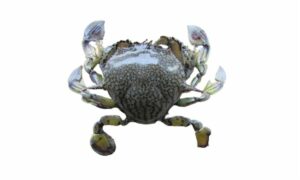 Common Moon Crab. - Chandi Kakra (চান্দি কাঁকড়া) - Matuta victor - Type: Crab