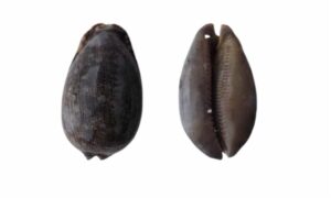 Eglantine cowrie, Dog rose cowrie - Kalo koyre (কালো কড়ি), Bagh koyre (বাঘ কড়ি) - Mauritia eglantina - Type: Sea_snails