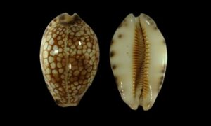 History cowrie, Stage cowrie, Minstrel cowrie - Kalo koyre (কালো কড়ি), Jat Koyre (জাত কড়ি) - Mauritia histrio - Type: Sea_snails