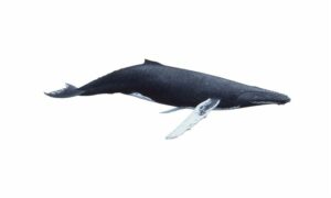 Humpback whale,Fin-back Whale - Not Known - Megaptera novaeangliae - Type: Whales
