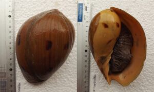 Indian volute, volute,bailer shell - patila shamuk (পাতি্লা শামুক), am shamuk (আম শামুক) - Melo melo - Type: Sea_snails