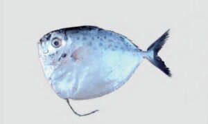 Moonfish - Chan chanda (চাঁন চাঁন্দা), Mini mach (মিনি মাছ), Tek chanda (টেক চান্দা) - Mene maculata - Type: Bonyfish