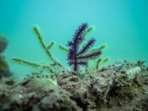 Menella sp - Marine Biodiversity Portal of Bangladesh