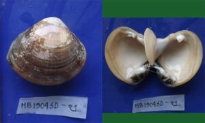 Asiatic hard clam - Chilon/Zhinuk (ছিলন/ঝিনুক) - Meretrix meretrix - Type: Bivalve