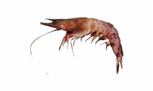 Fiddler prawn - Chama chingri (ছামা চিংড়ি), Nona chingri (নোনা চিংড়ি) - Metapenaeopsis stridulans - Type: Shrimp