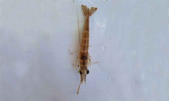 Speckled shrimp - Not Known - Metapenaeus monoceros - Type: Zooplankton