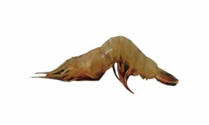 Jinga shrimp - Loilla chingri (লইল্যা চিংড়ি), Kerani chingri (কেরানি চিংড়ি), Honye Chingri (হন্য চিংড়ি), Kharkhia (খারখিয়া) - Metapenaeus affinis - Type: Shrimp