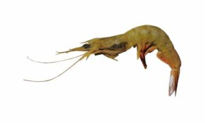 Yellow shrimp - Loilla (লইল্যা), Saga (সাগা), Horina chingri (হরিণা চিংড়ি), Nona chingri (নোনা চিংড়ি), Kucho chingri (কুচো চিংড়ি) - Metapenaeus brevicornis - Type: Shrimp