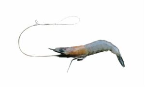 Kadal shrimp - Lona/ Gosha chingri(লোনা/গোসা চিংড়ি), Horina Chingri(হরিনা চিংড়ি) Ghora Chingri(ঘোড়া চিংড়ি) - Metapenaeus dobsoni - Type: Shrimp