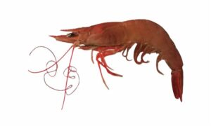 Speckled/Ginger shrimp - Harina/ Kharkharia chingri (হরিনা/খারখারিয়া চিংড়ি), Horney (হর্নি), Haringa (হারিঙ্গা), loilla (লইল্ল্যা), Kucho chingri (কুচো চিংড়ি), Saga chingri (সাগা চিংড়ি) - Metapenaeus monoceros - Type: Shrimp