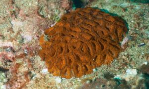 Closed brain coral - Not Known. - Micromussa lordhowensis - Type: Hardcorals