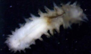 Clamworm - Somudra Bicha (সমুদ্র বিছা), Somudra Changa (সমুদ্র ছ্যাংগা) - Micronephthys oligobranchia - Type: Fireworms
