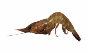Spear shrimp - Godda chingri (গোড্ডা চিংড়ি), Gosa (গোসা), Shukna chingri (শুকনা চিংড়ি) - Mierspenaeopsis hardwickii - Type: Shrimp