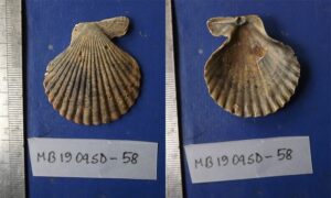 Variegated scallop - Not known - Mimachlamys varia - Type: Bivalve