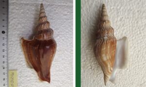 Listers conch - Chil shamuk (চিল শামুক) - Mirabilistrombus listeri - Type: Sea_snails