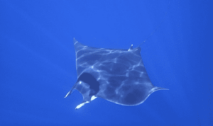 Giant devil ray - Ranga luimoni shing (রাঙ্গা লুইমনি শিং) , Deo mach (ডিও মাছ) - Mobula mobular - Type: Ray