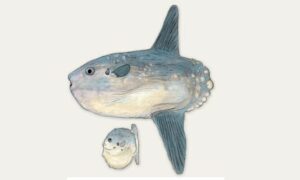 Ocean sunfish - Surjo mach (সূর্য মাছ) - Mola mola - Type: Bonyfish