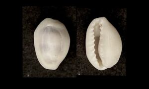 Money cowrie - Mudra koyre (মুদ্রা কড়ি) - Monetaria moneta - Type: Sea_snails