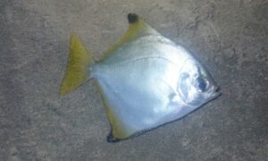 Silver Moony, Diamond Moonfish - Akali chanda (একালি চান্দা) - Monodactylus argenteus - Type: Bonyfish