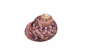 Labio monodont, Lipped periwrinkle, Lipped or toothed top shell - Badami shamuk (বাদামী শামুক), Nil shamuk (নীল শামুক) - Monodonta labio - Type: Sea_snails