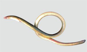 Purple spaghetti eel - Rata borua (রাতা বড়ুয়া) - Moringua raitaborua - Type: Bonyfish