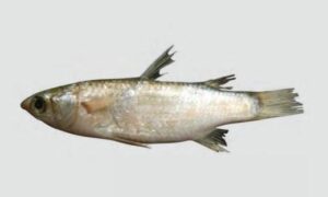 Flathead grey mullet - Khorul bata (খরুল বাটা) - Mugil cephalus - Type: Bonyfish