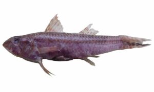 Yellowfin Goatfish - Sonali Bata ( সোনালী বাটা), Chagol Machh (ছাগল মাছ) - Mulloidichthys vanicolensis - Type: Bonyfish